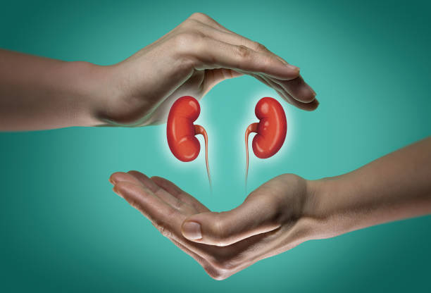 picture of two hands holding an image of two kidneys between them